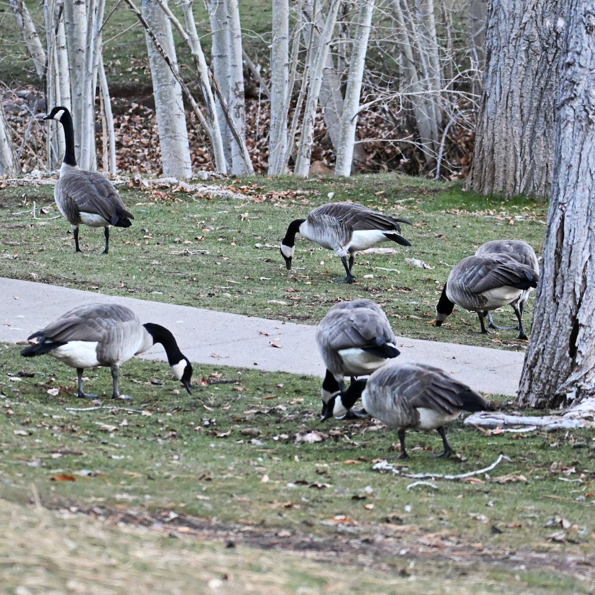 berneška velká - ML646803675