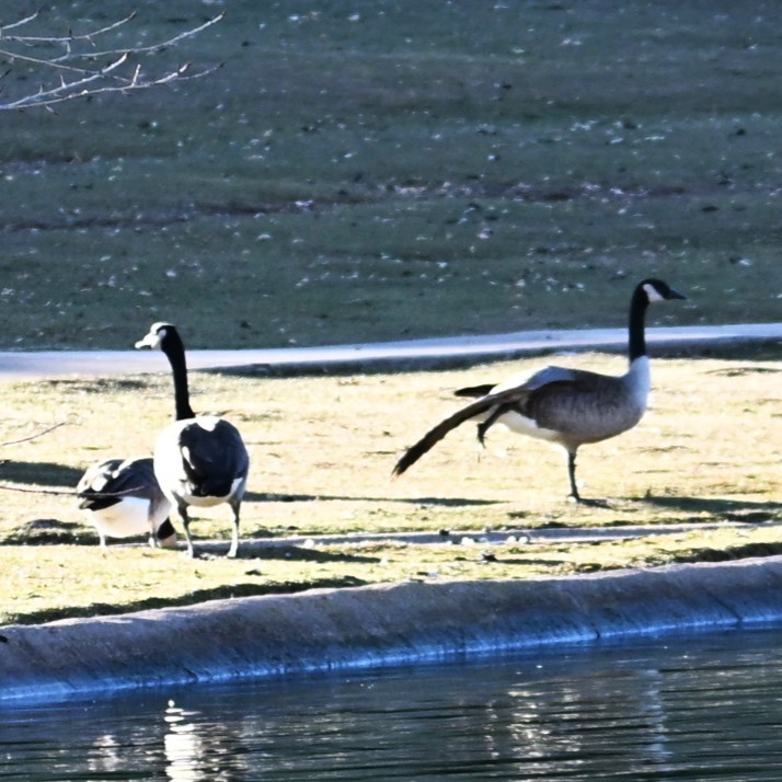 berneška velká - ML646803677