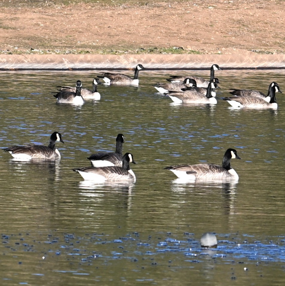 berneška velká - ML646803678