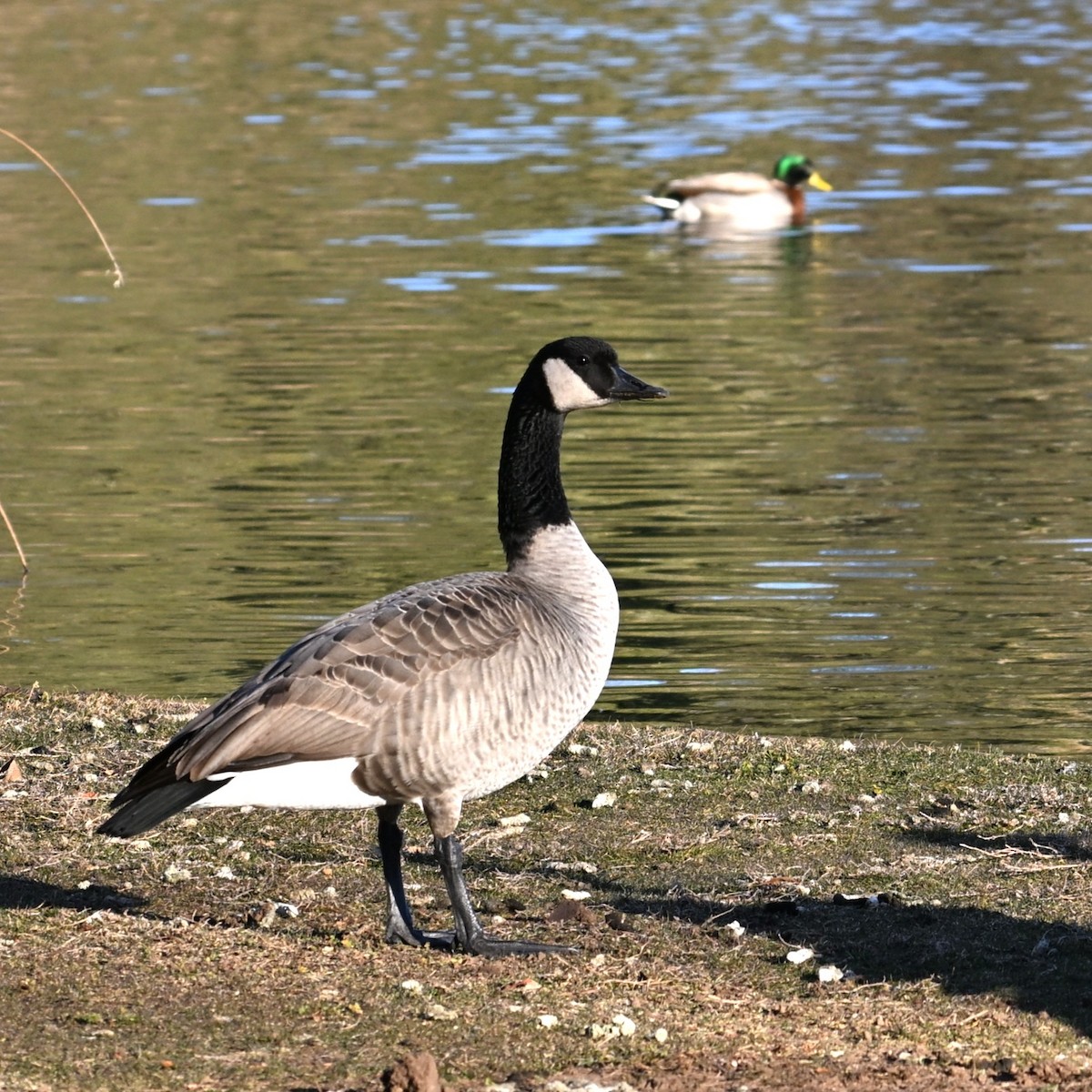berneška velká - ML646803679