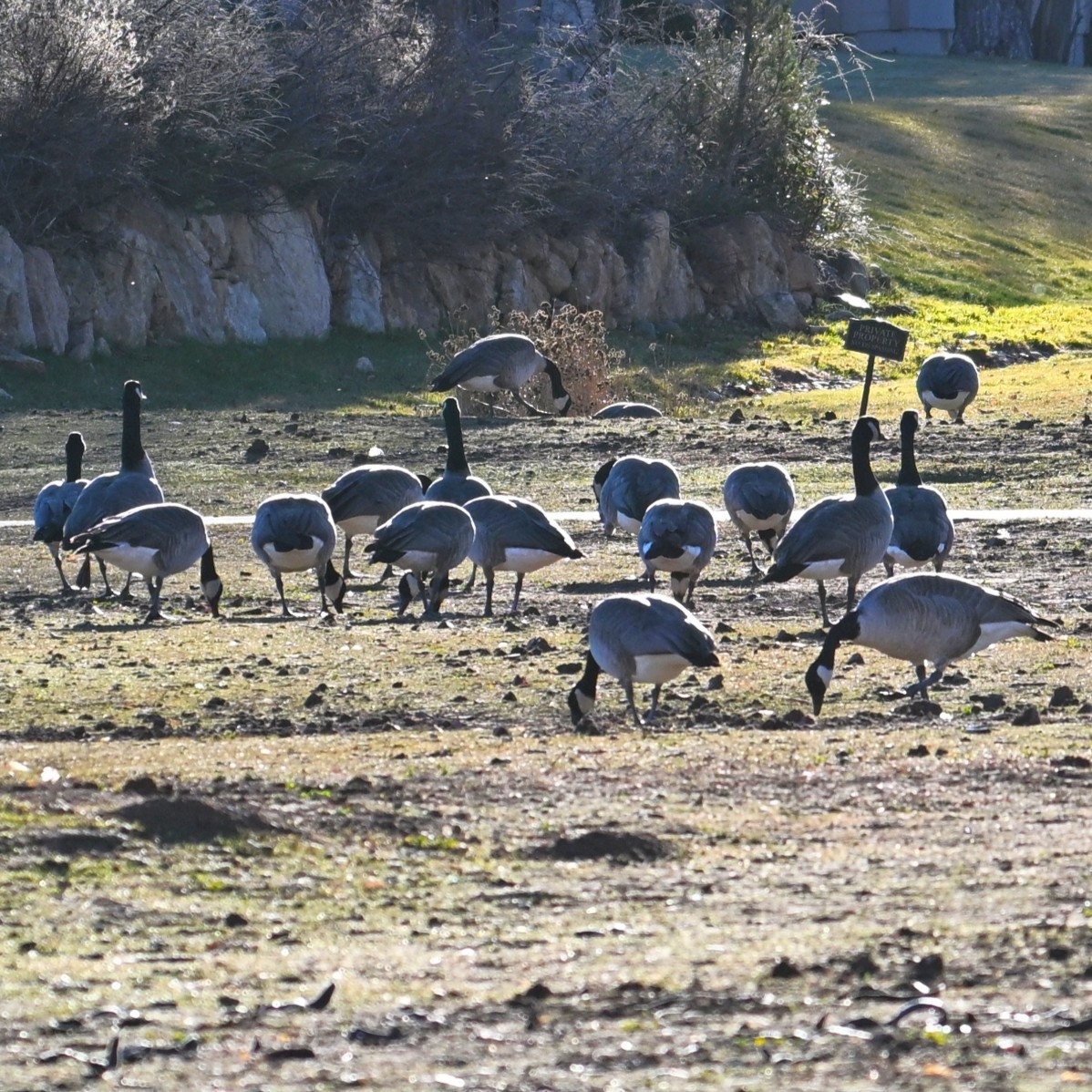 berneška velká - ML646803680