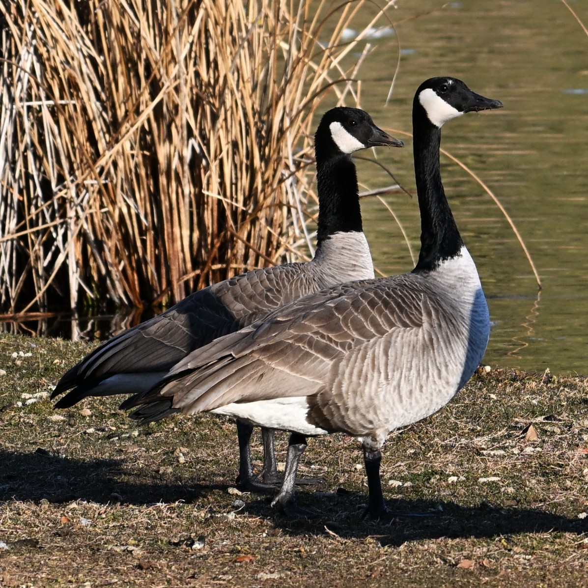 berneška velká - ML646803681