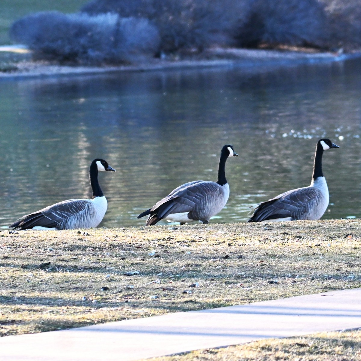 berneška velká - ML646803682