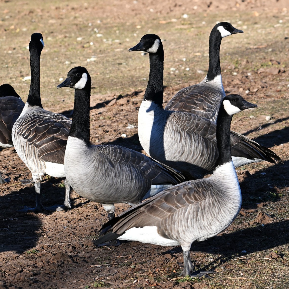 berneška velká - ML646803684