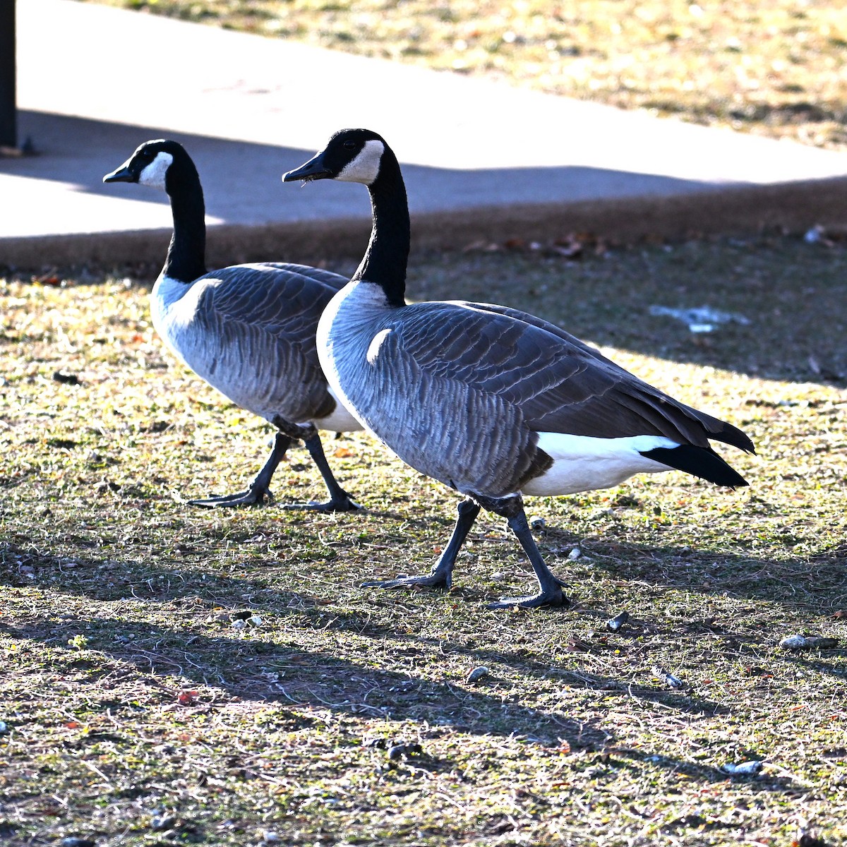 berneška velká - ML646803686