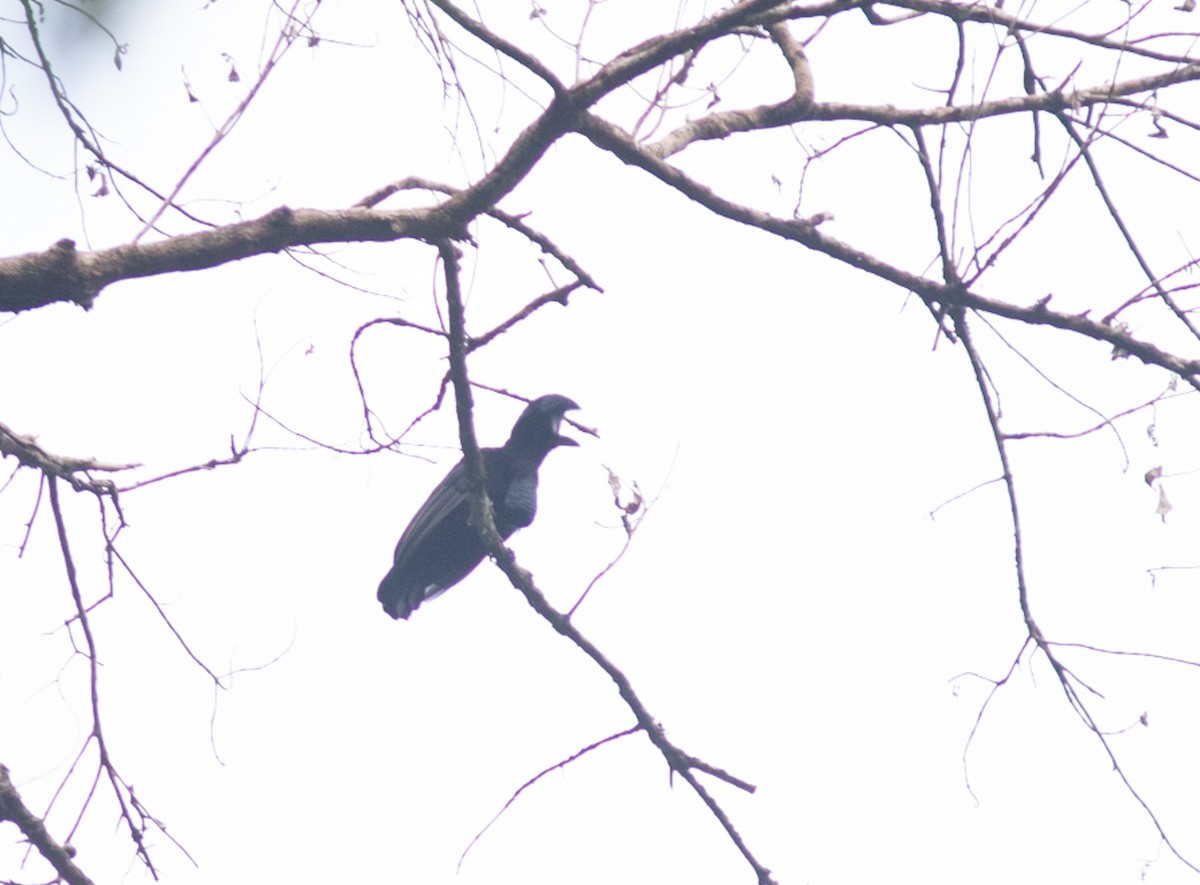 Amazonian Umbrellabird - ML646803687