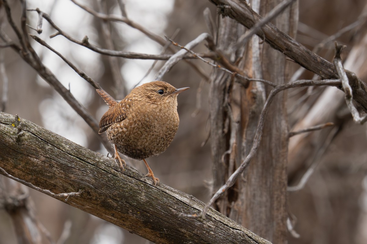 Волоочко канадське - ML646803688