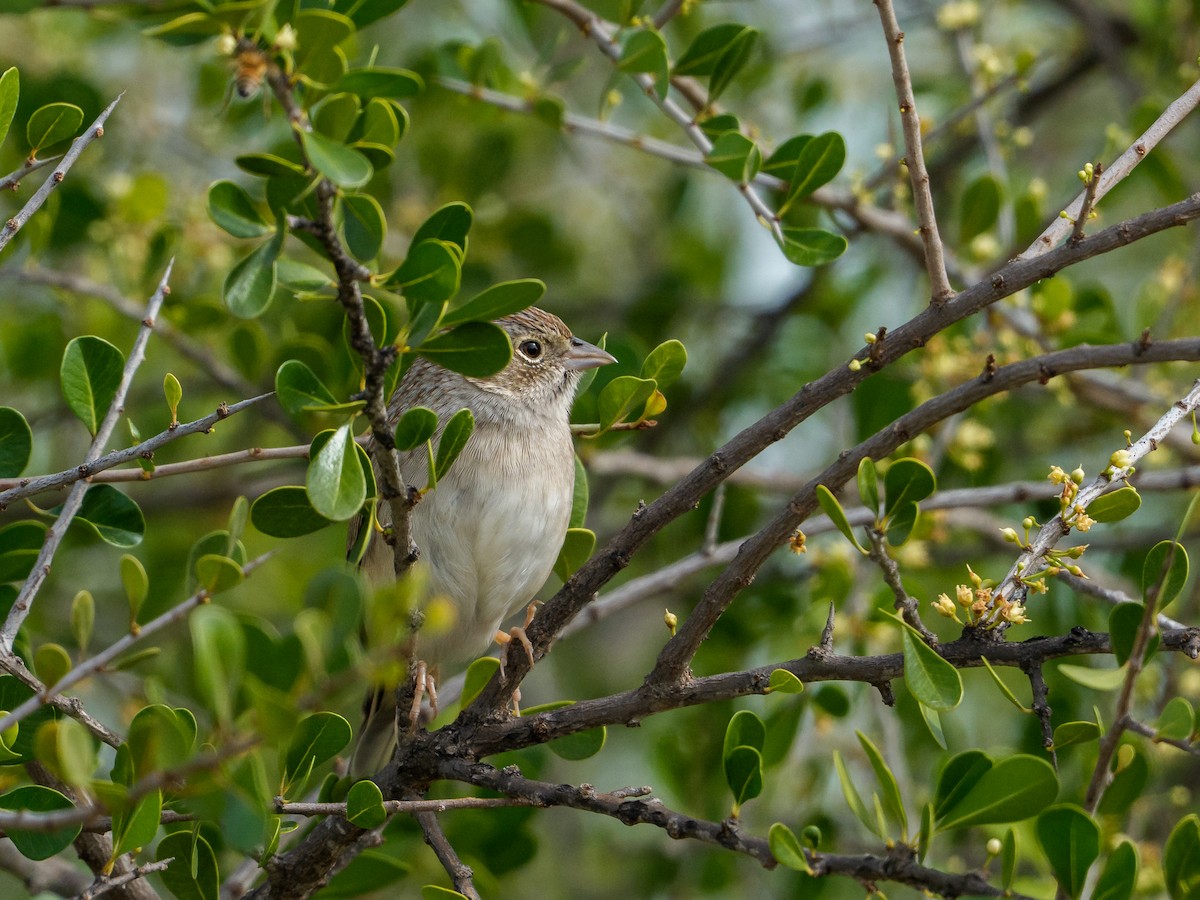 Колорадская овсянка - ML646803693