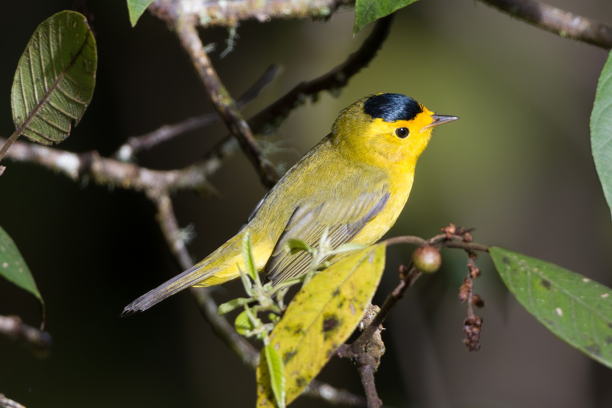 Wilson's Warbler - ML646803695