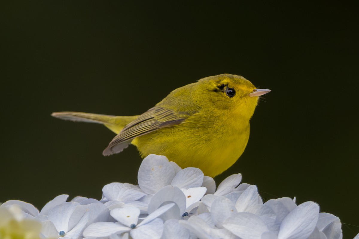 Wilson's Warbler - ML646803696