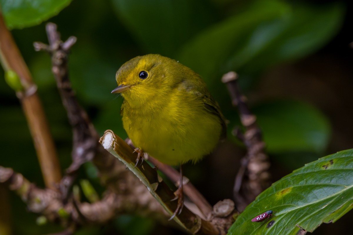 Wilson's Warbler - ML646803697