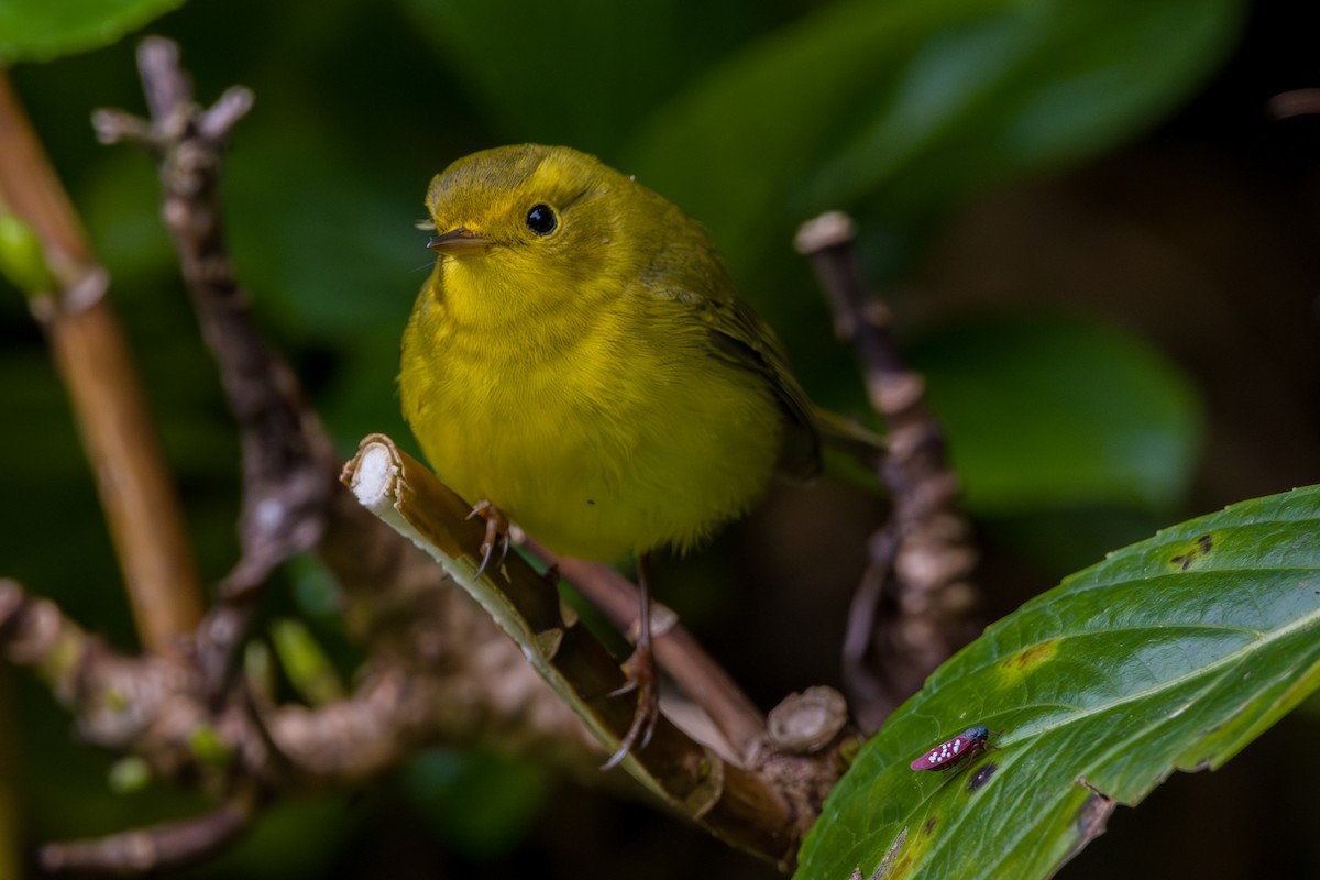 Wilson's Warbler - ML646803698