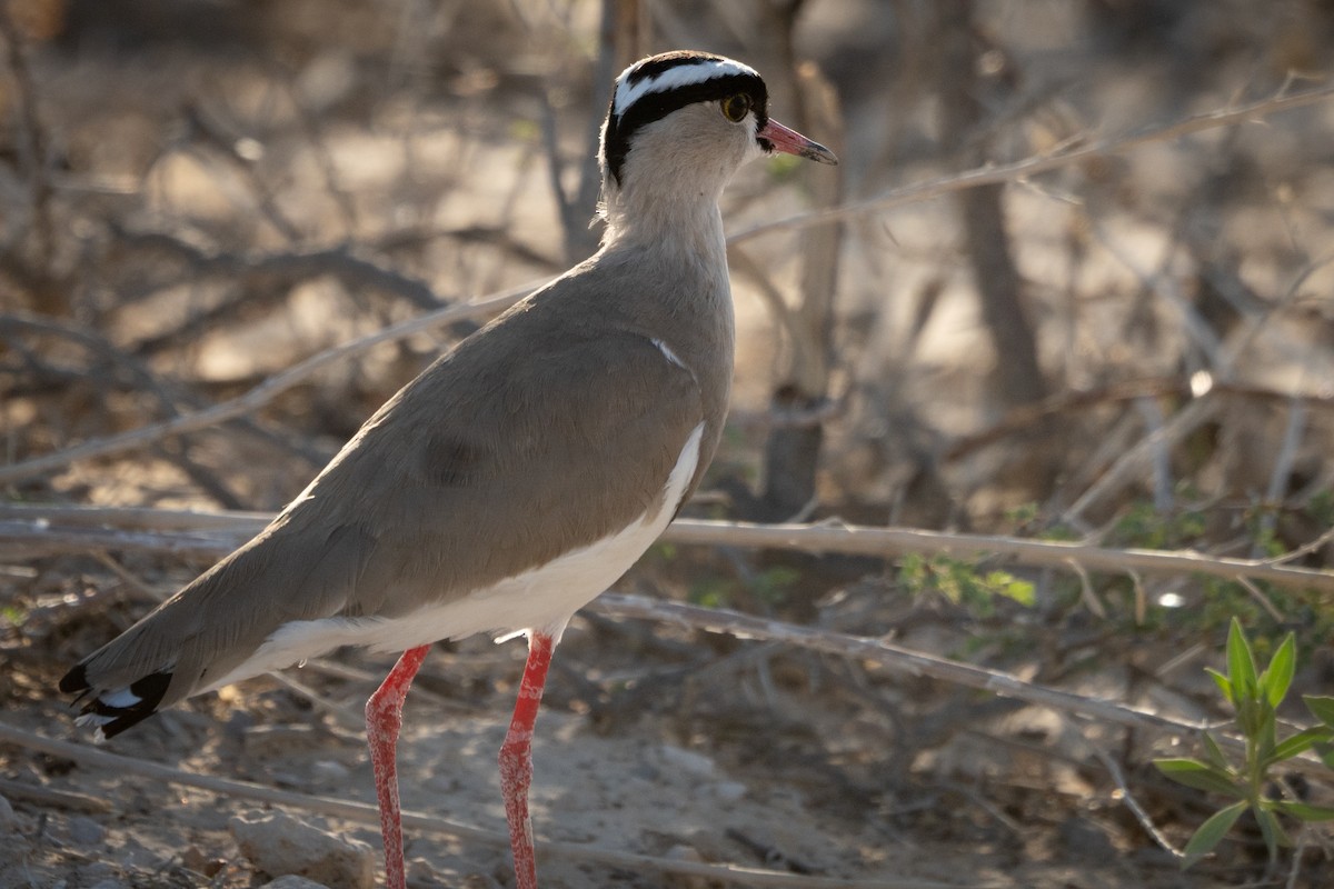 Crowned Lapwing - ML646803699