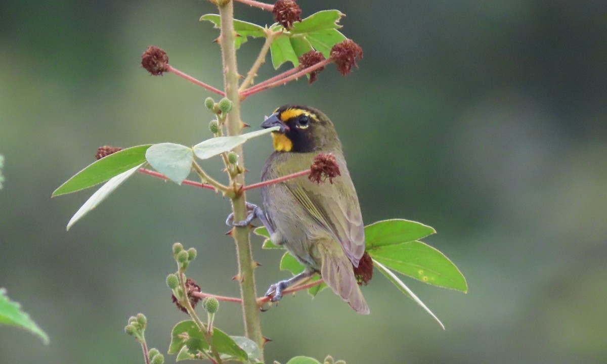 Yellow-faced Grassquit - ML646803702