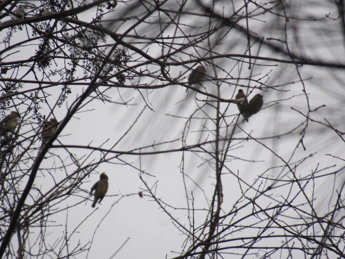 Ampelis Americano - ML646803704