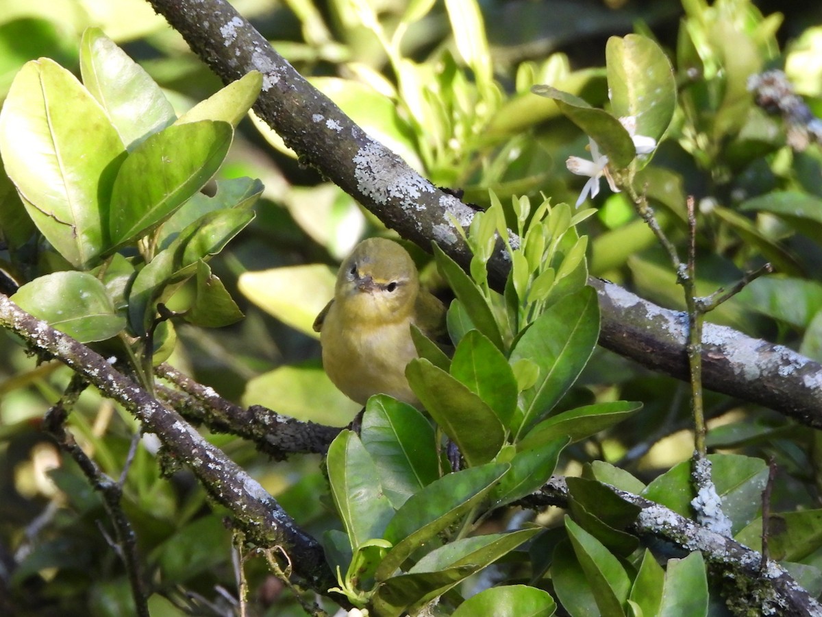Tennessee Warbler - ML646803705