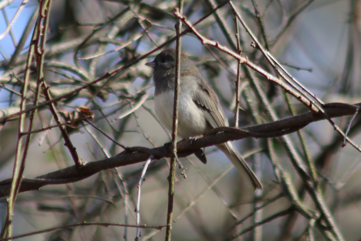 Dark-eyed Junco - ML646803706