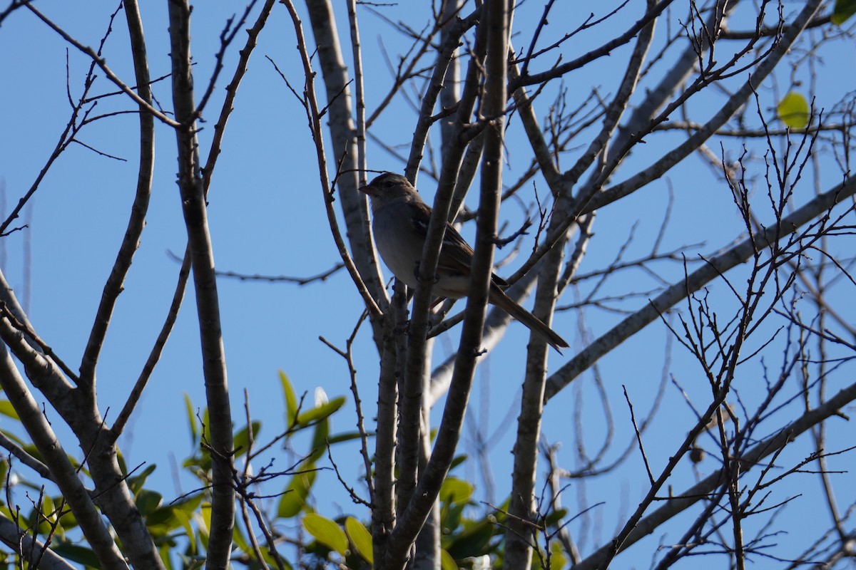 White-crowned Sparrow - ML646803708