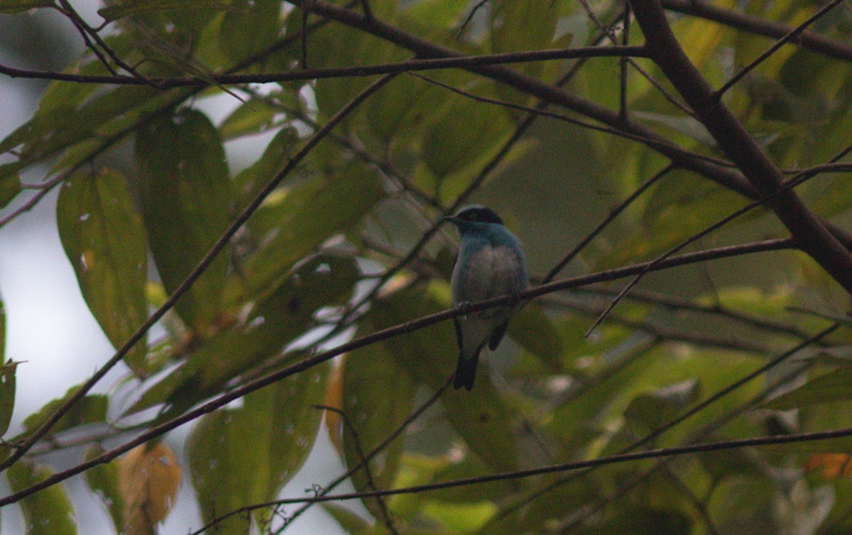 Black-faced Dacnis - ML646803713