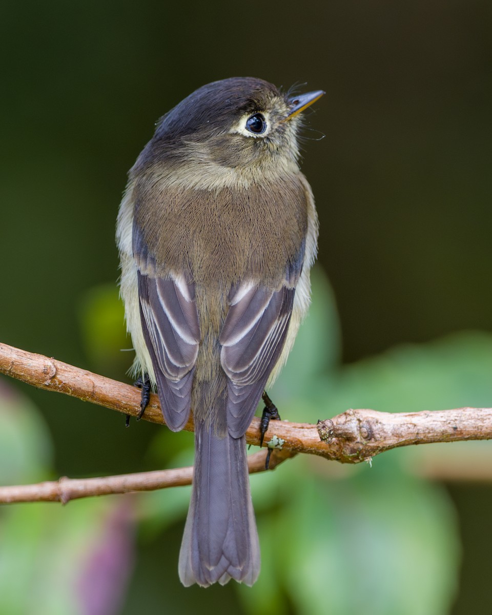 Black-capped Flycatcher - ML646803714
