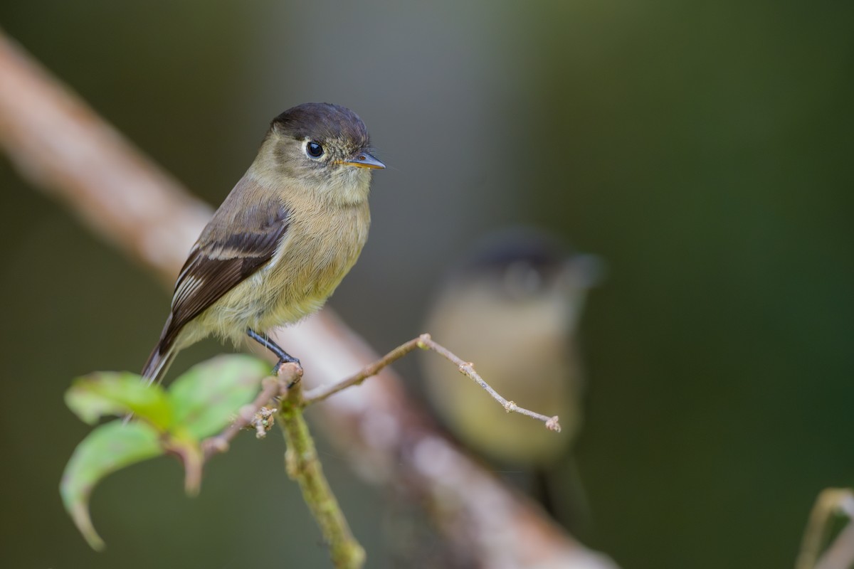 Black-capped Flycatcher - ML646803715
