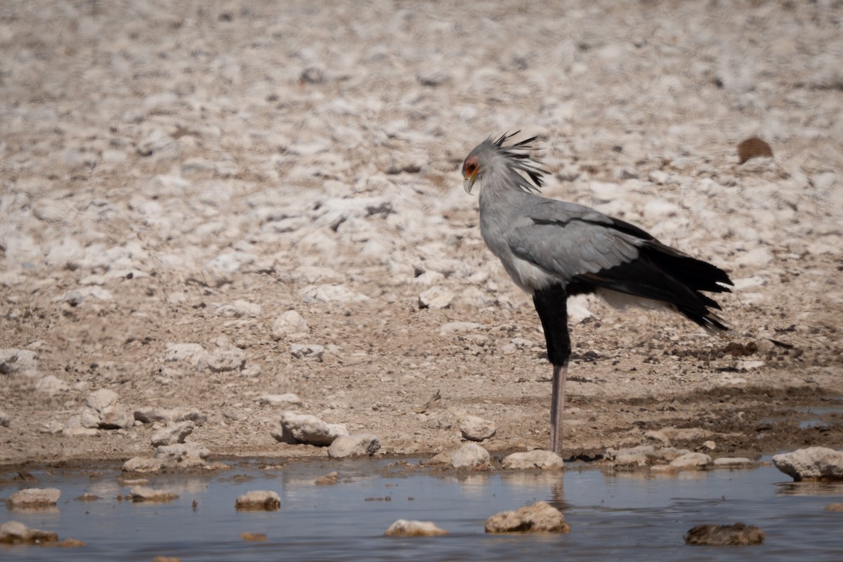 Secretarybird - ML646803717