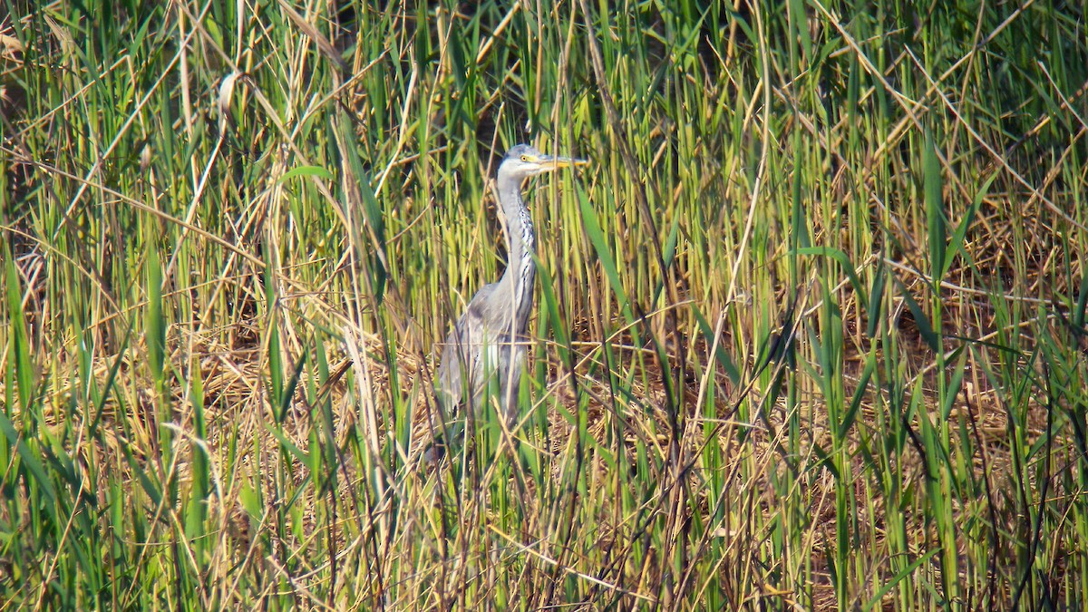 Хөх дэглий - ML646803723