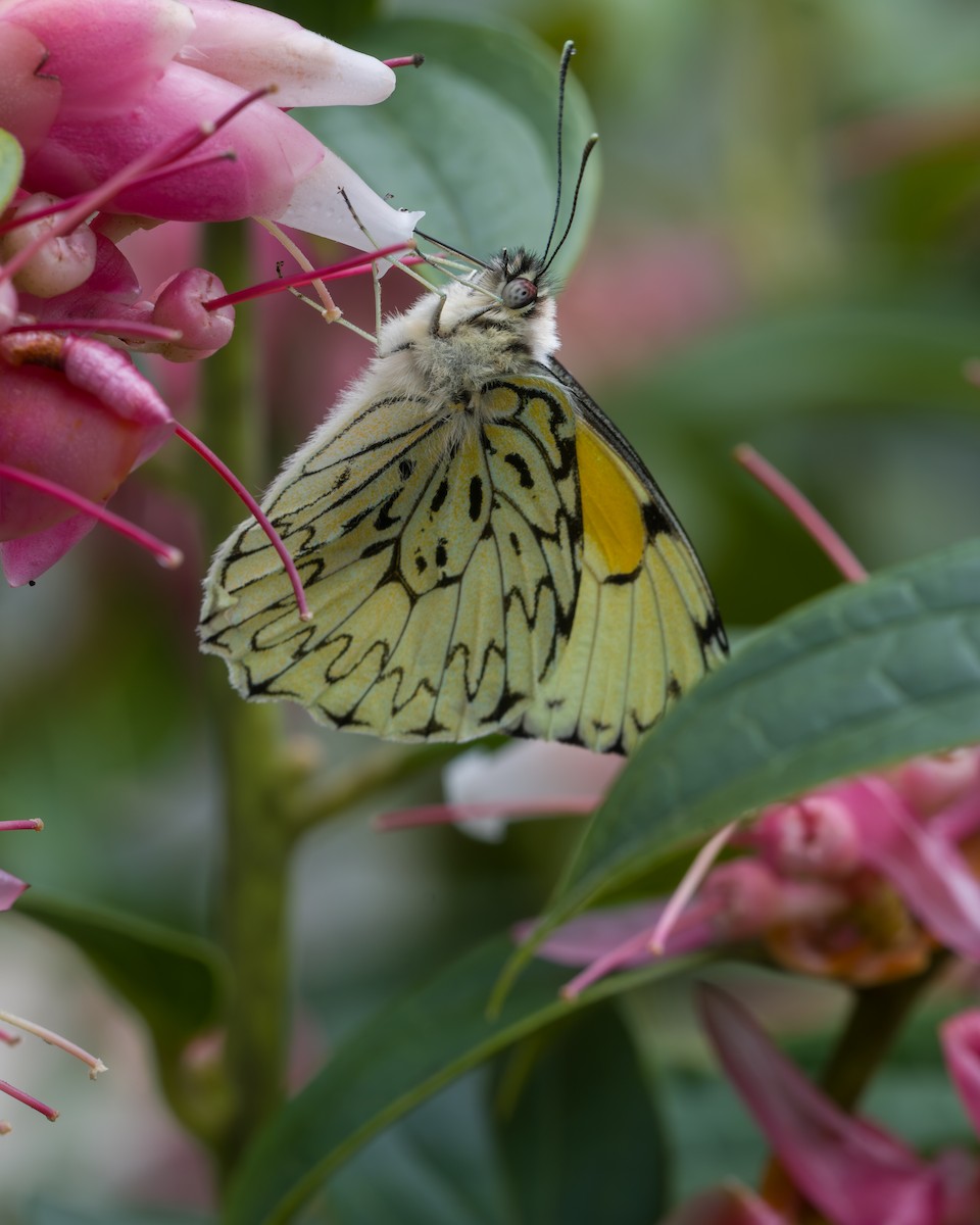 Animali - ML646803724