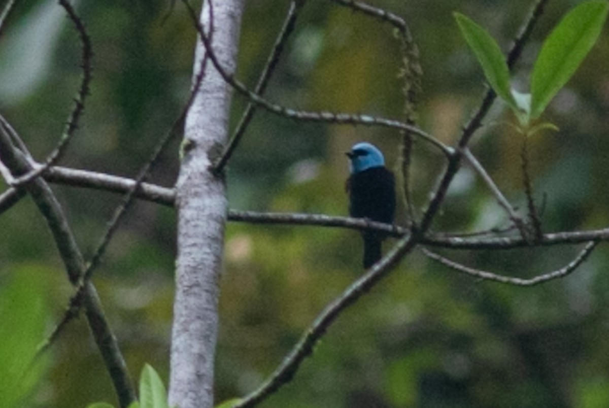 Tangara Cabeciazul - ML646803725