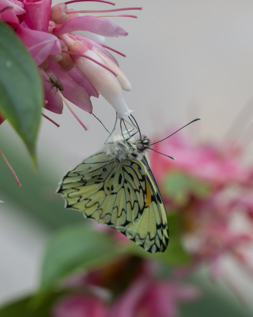 Animali - ML646803726