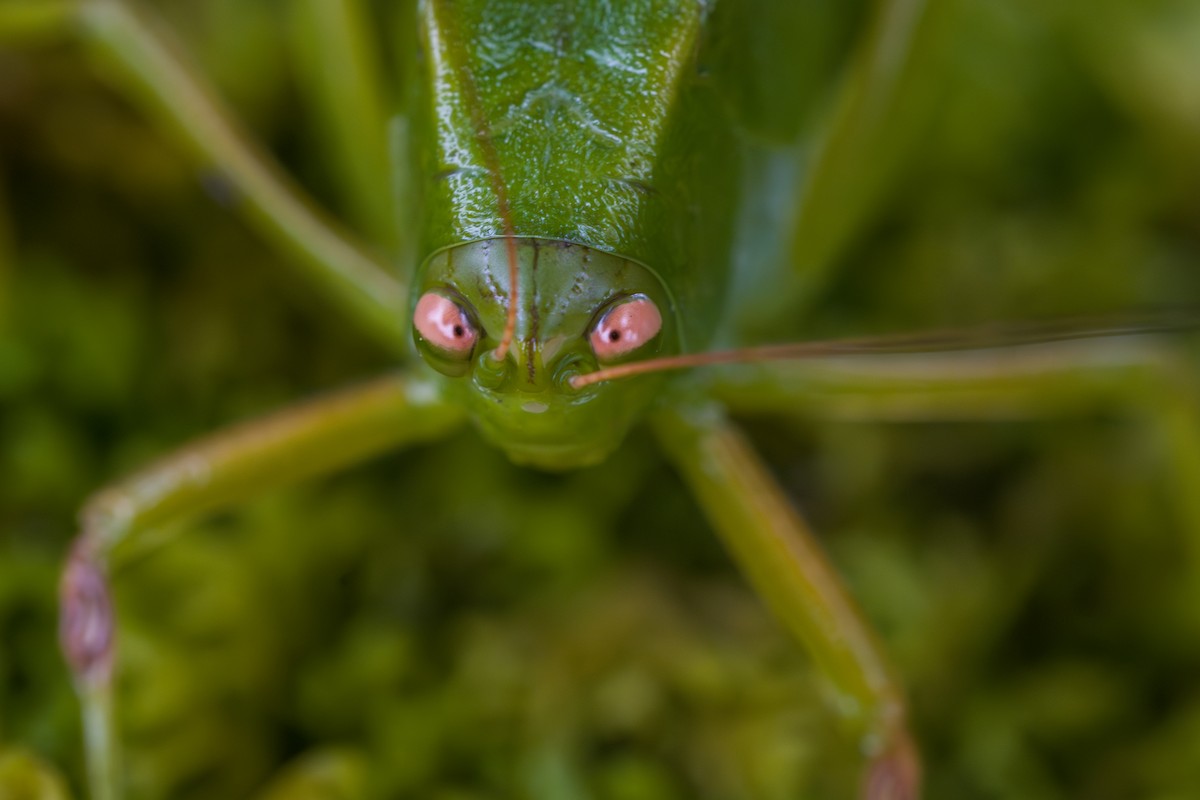 Animali - ML646803727