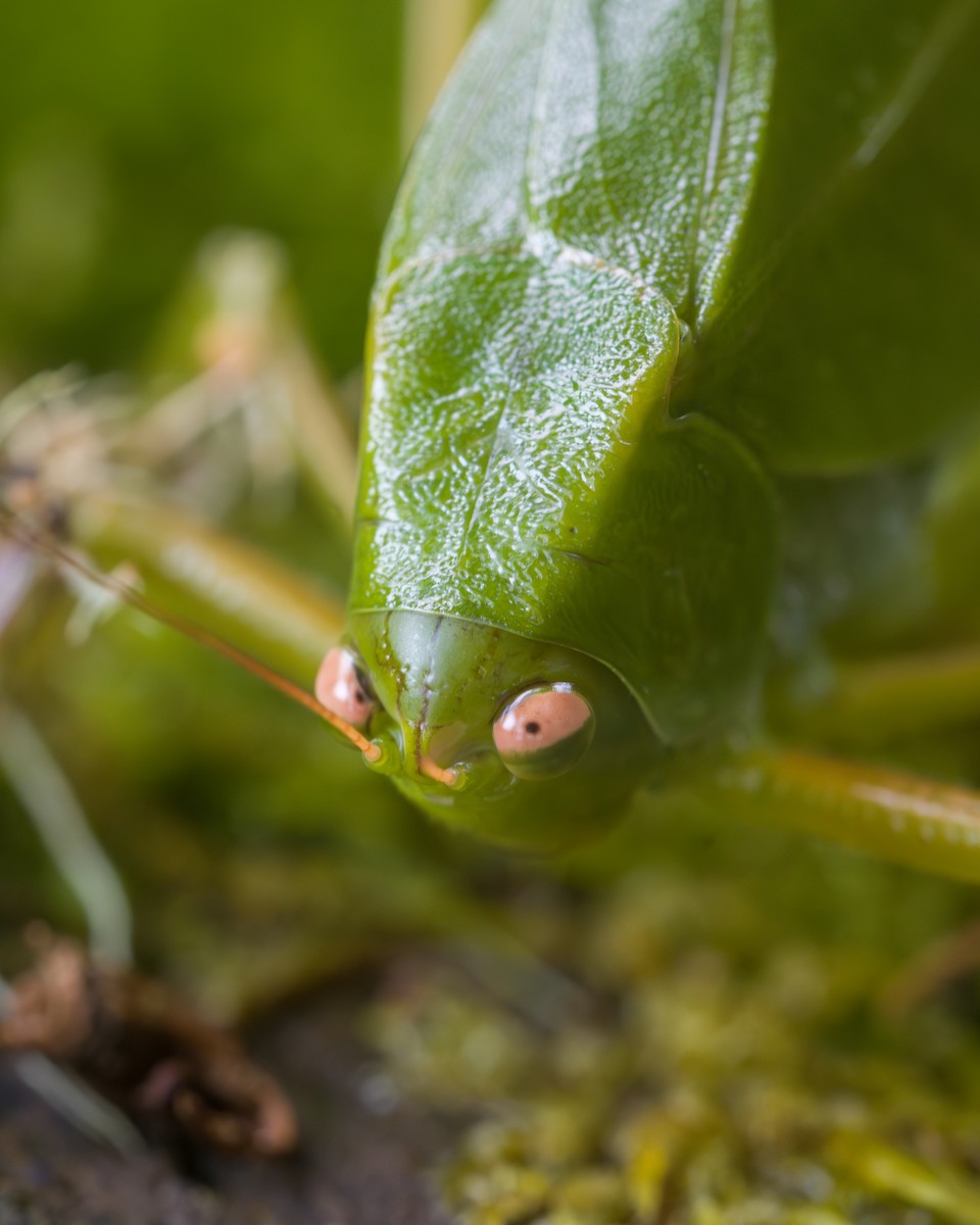 Animali - ML646803728