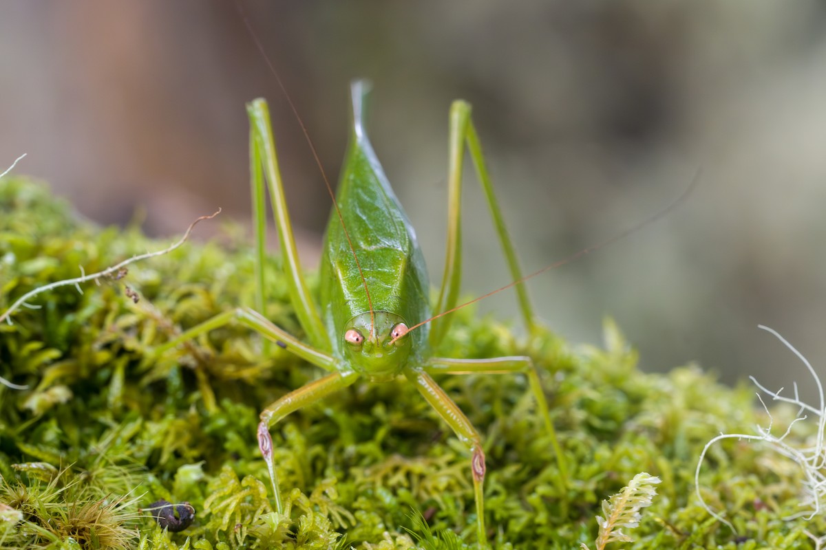 Animali - ML646803729