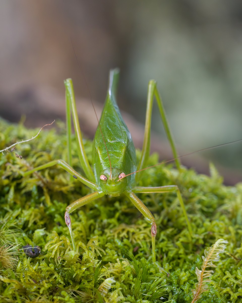 Animali - ML646803730