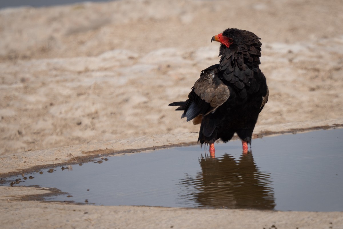 Bateleur - ML646803732