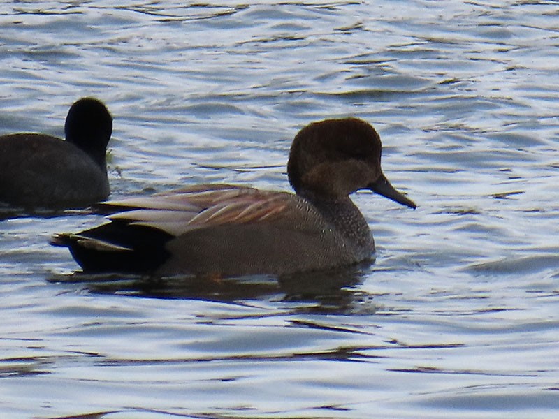 Boz Ördek - ML646803734