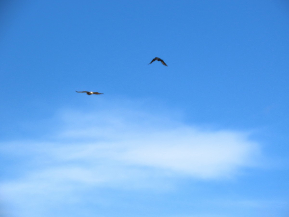 fjellvåk - ML646803739