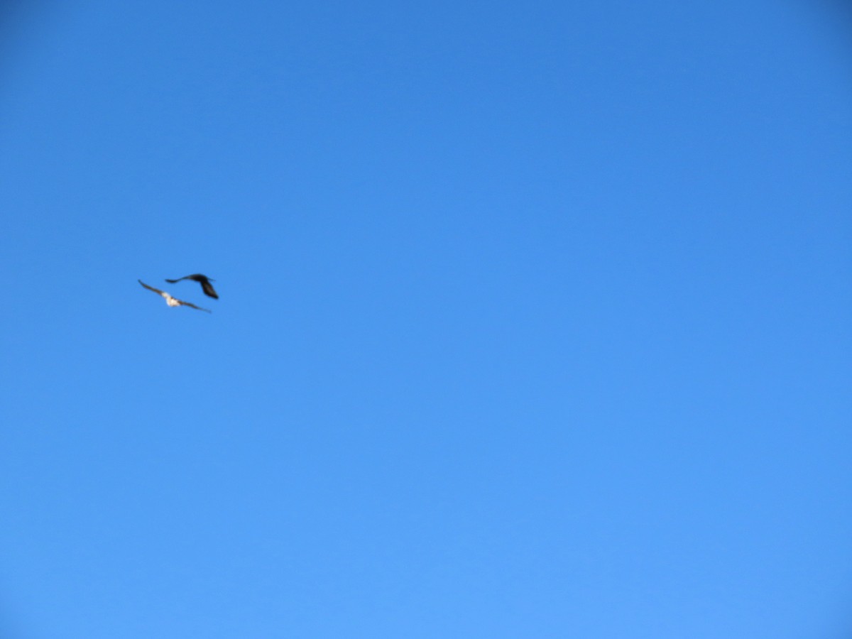 fjellvåk - ML646803740