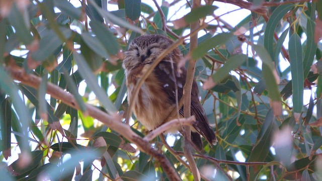 Northern Saw-whet Owl - ML646803745
