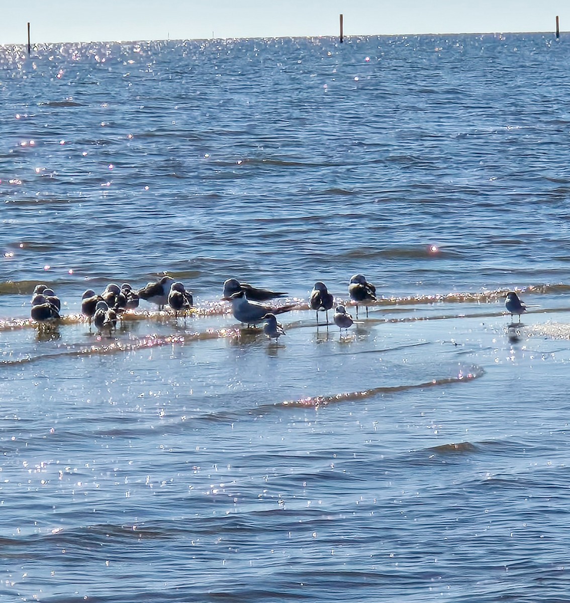 Sterne royale - ML646803749