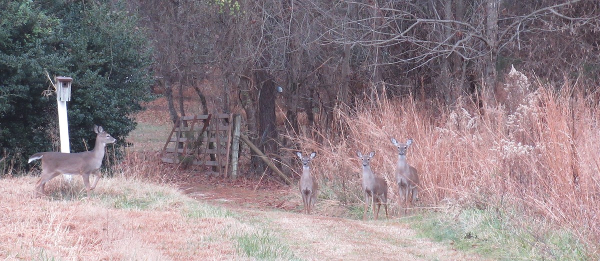 Mamíferos - ML646803752