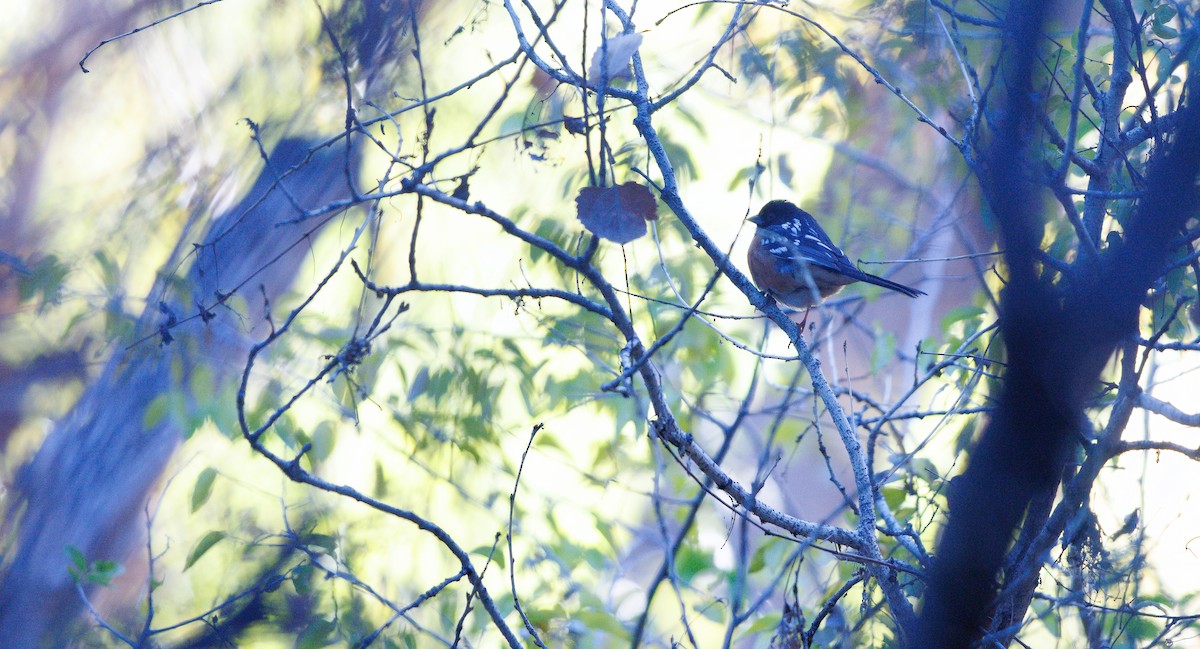 Tohi tacheté (groupe maculatus) - ML646803755