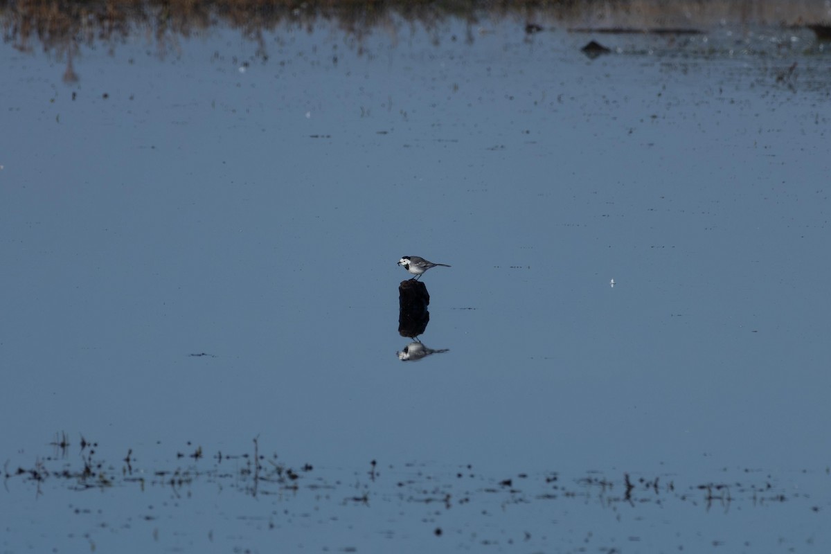 konipas bílý - ML646803756