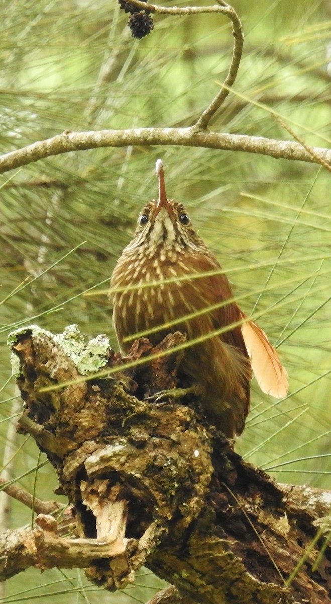 Picoguadaña Piquirrojo - ML646803758
