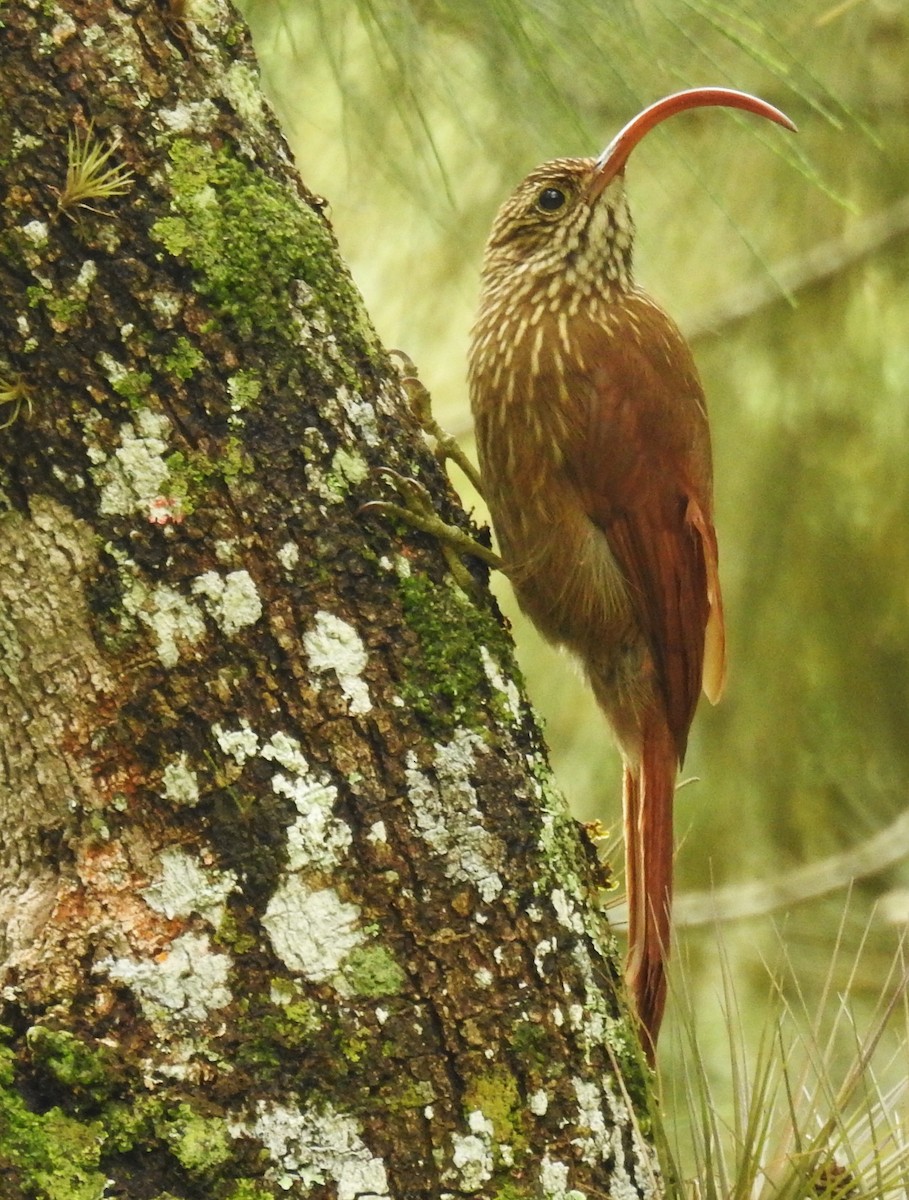 Picoguadaña Piquirrojo - ML646803759