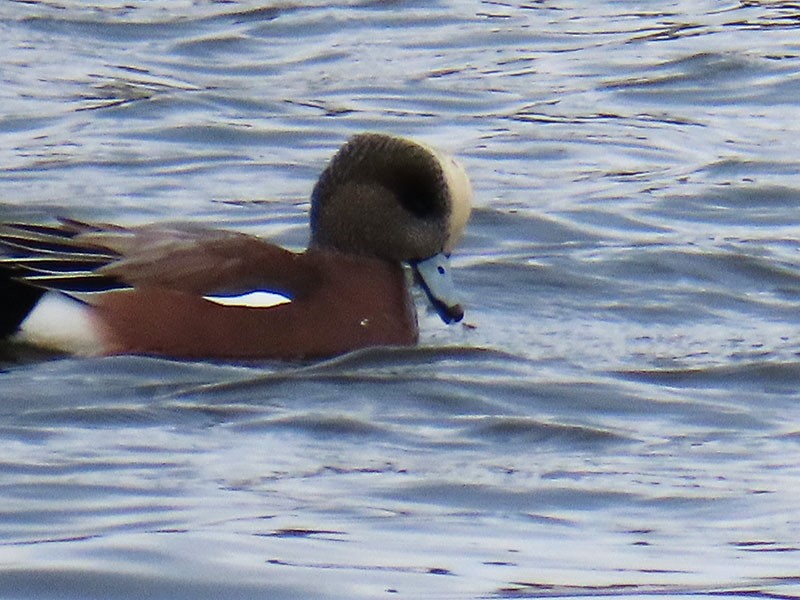 Kanadapfeifente - ML646803760