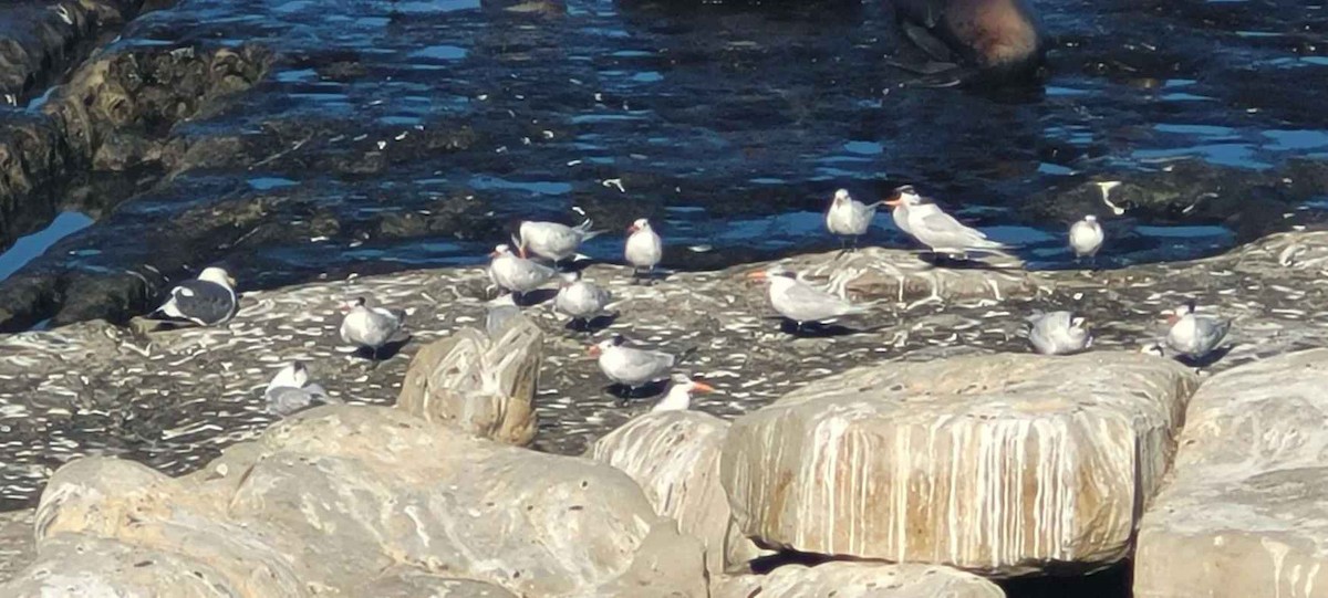 Charrán Real Americano - ML646803761