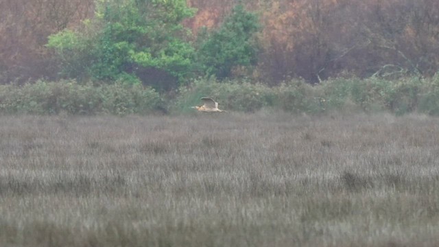 Txori zezen arrunta - ML646803762