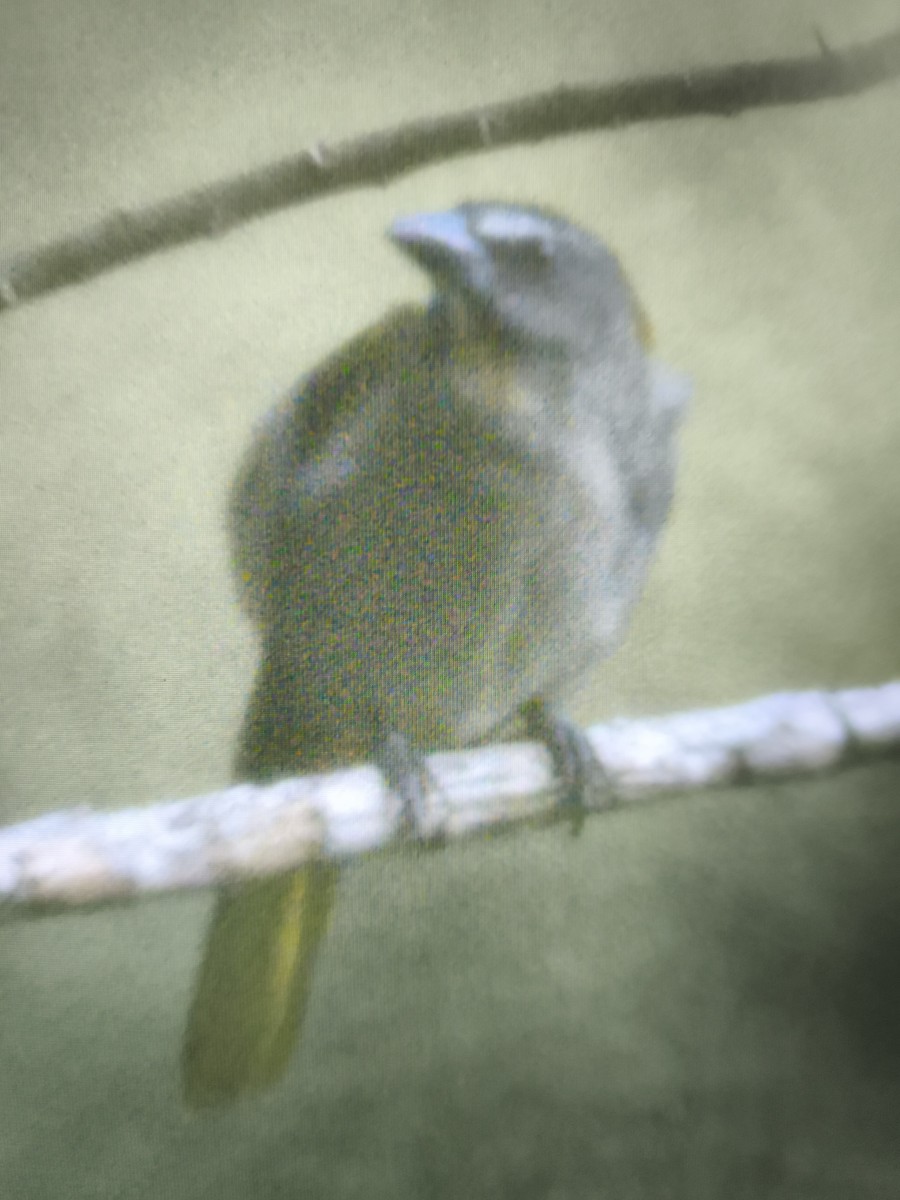 Buntkehlsaltator - ML646803765