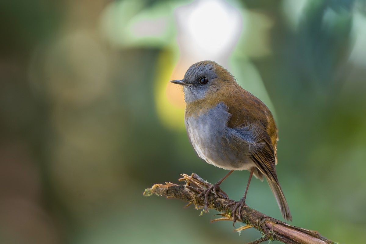 Black-billed Nightingale-Thrush - ML646803768